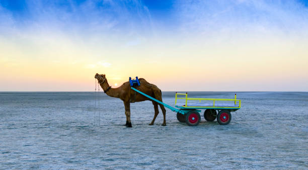 Enigmatic Beauty of the Rann of Kutch